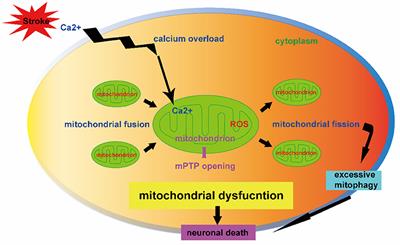 Editorial: Mitochondrial Dysfunction in Stroke